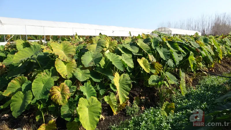 Dönümde 100 bin liraya kadar gelir sağlıyor! Uzakdoğu yemekleri sunan restoranlardan talep var 16