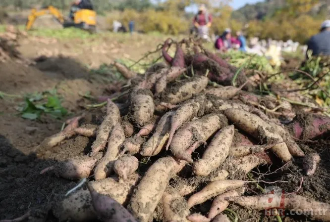 Tarlada 30 manavda 70 TL! Kuraklık vurdu verim yarıya indi 9