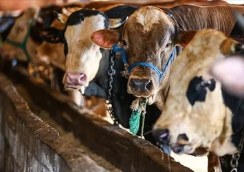 Bayramda yaralanmalardaki artışa dikkat! Uzmanı açıkladı: Kanamayı durdurmanın doğru yolu...