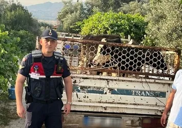 Hayvan hırsızı jandarmadan kaçamadı