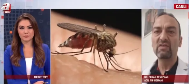 İstanbul’da sivrisinekler hastanelik ediyor! Hangi hastalıkları yayıyor?