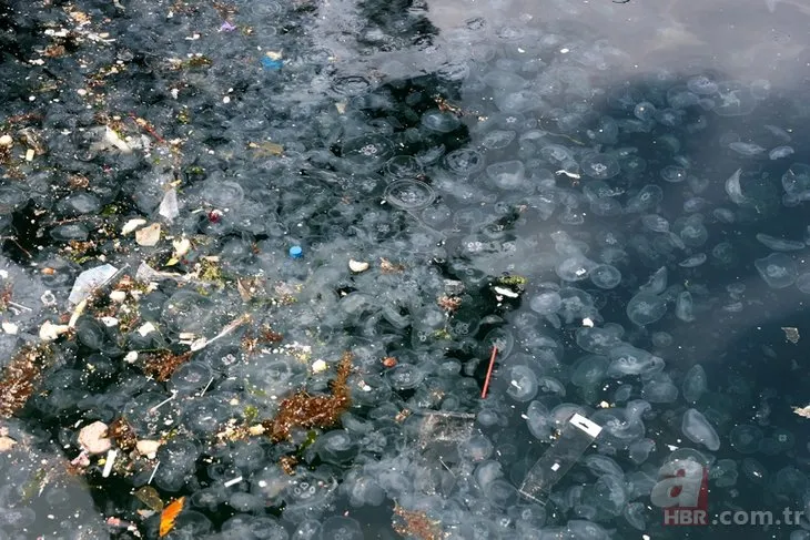 İstanbul Boğazı’nda endişelendiren görüntü! Oltaya denizanası takılıyor