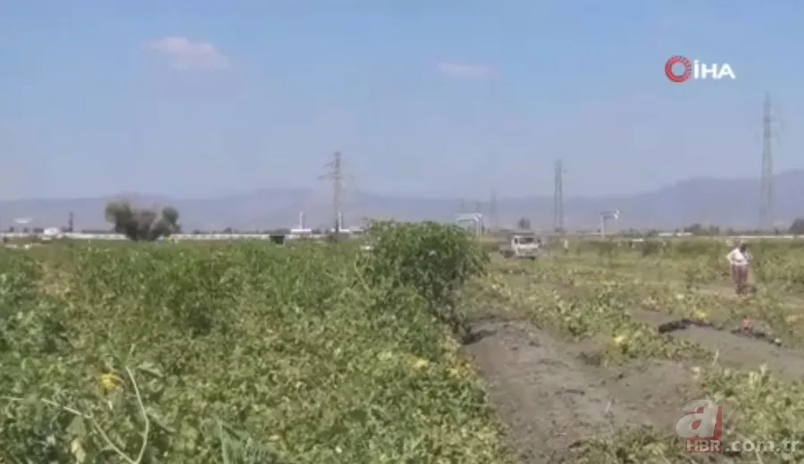 Ücretsiz dağıtıldı duyan akın etti! 220 dönümlük arazide rekor hasat! Üreticiler 600 tonu gözden çıkardı: Araçlarla gelip topladılar 3