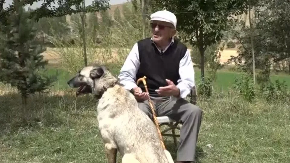 Dünyaya nam salan köpek: Kangal