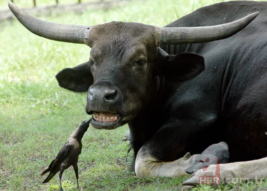 Erzurum'da görenleri şaşırtan anlar! Hemen telefona sarıldılar 15