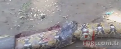 Piton bebek yuttu iddiası ortalığı karıştırdı! 🐍Yılanın midesinden bakın ne çıktı