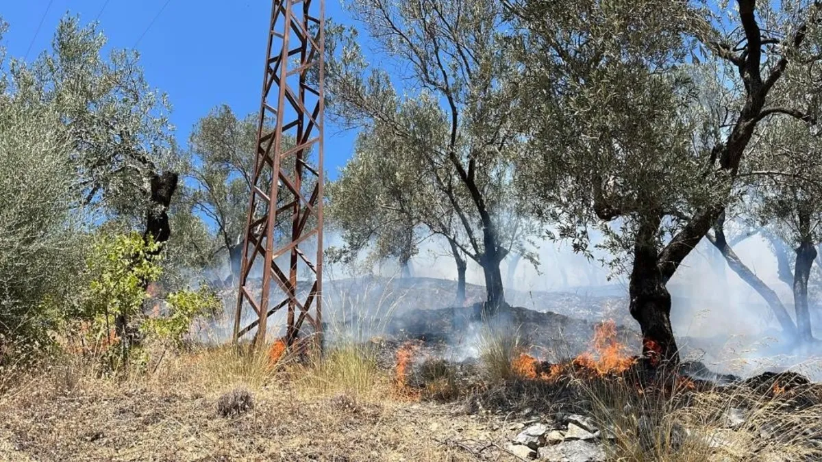 Edremit Güre'deki zeytinlik yangını kontrol altına alındı