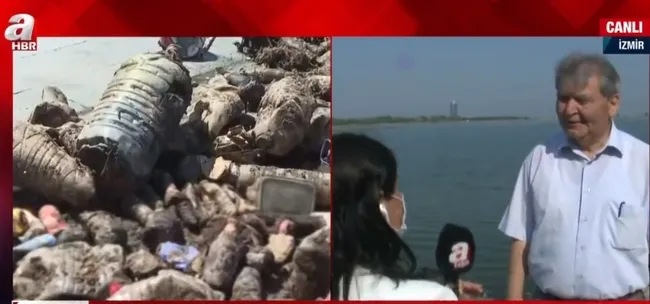 İzmir Körfezi’ni müsilaj değil kirlilik vurdu! İzmir Körfezi’nin kaderi değişecek mi?