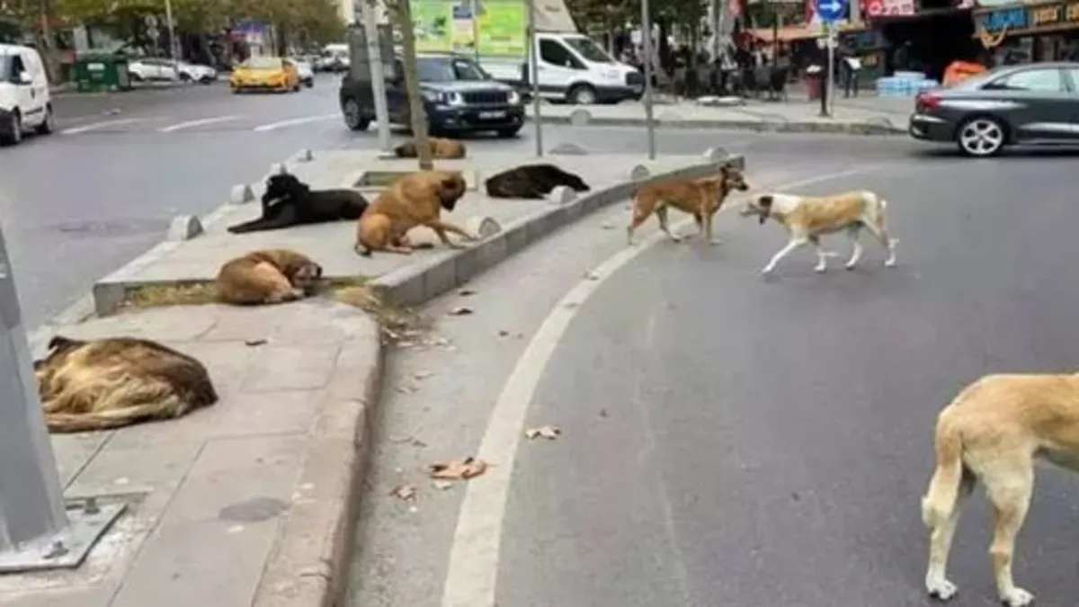 Başıboş sokak köpekleri düzenlemesi
