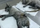 Yavru kedilere görülmemiş eziyet!