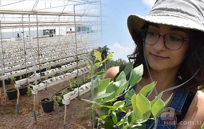 Kilosu 450 TL'den satılıyor! Beyni 10 yaş gençleştiren meyve... 1