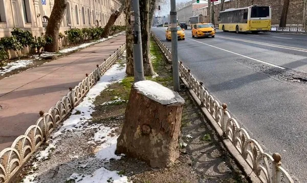 Uzmanlardan çınar ağaçlarını katleden CHP’li İBB’ye tepki