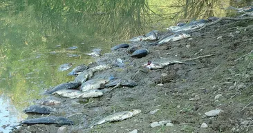 Manavgat’ta çamura dönen göletler balıkların mezarı oldu! İşte içler acısı görüntüler