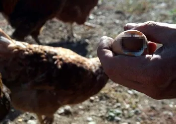 Yumurtanın içinden çıktı! Tam yiyordu...