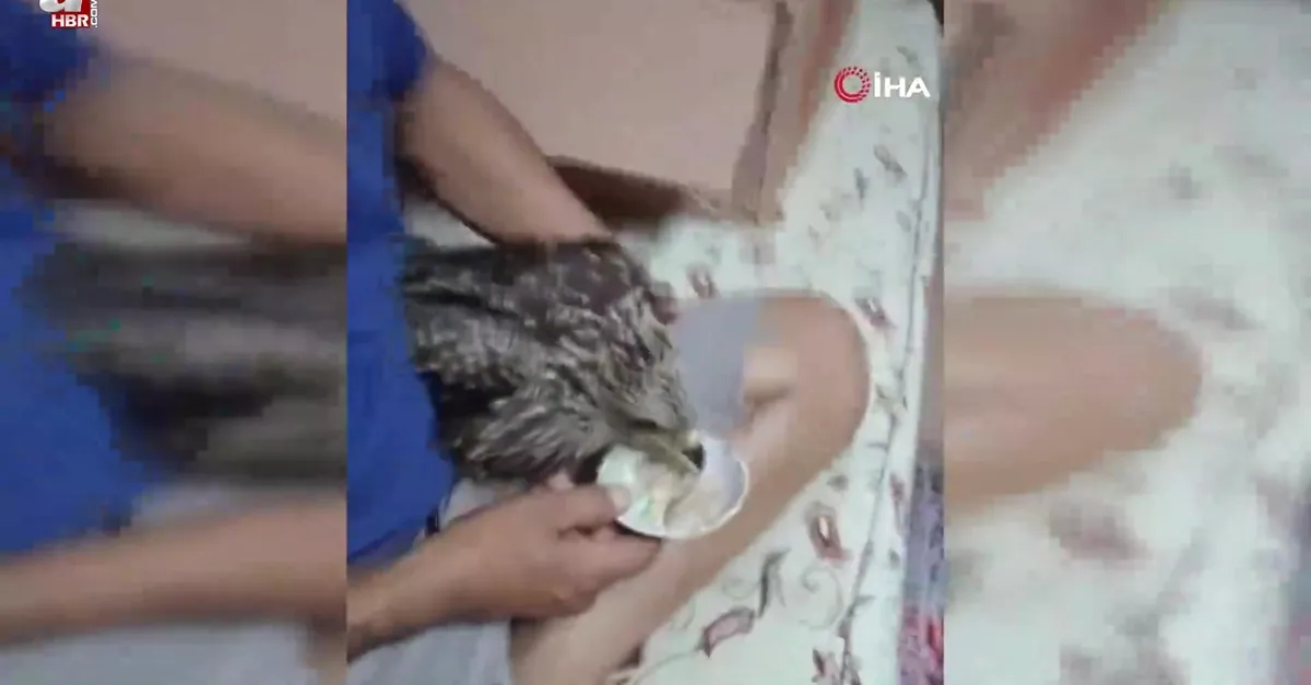 Osmaniye’de bulduğu şahini eliyle besledi