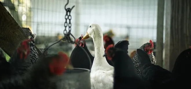 Son dakika | Çin’den dünyayı şoke eden açıklama! İlk kez bir insana H10N3 kuş gribi tanısı kondu