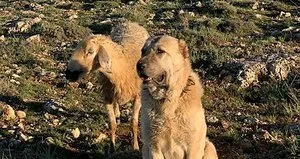 Yaralı koyunun başında iki gün bekledi!