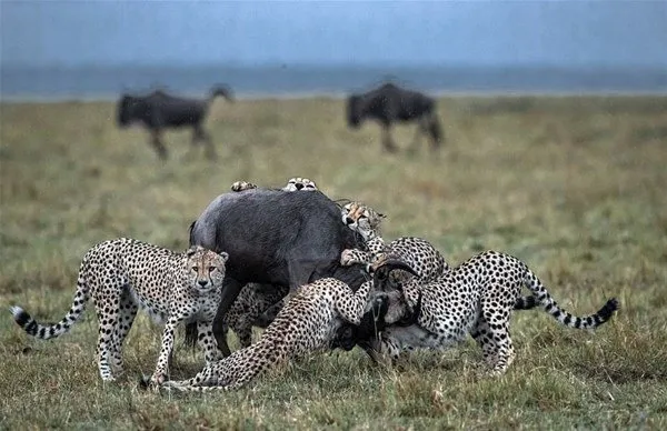 Timsah ve jaguarın karşılaşması nefesleri kesti!