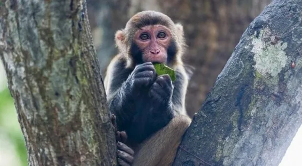 cinden-korkutan-haber-monkey-b-virusunden-ilk-olum-gerceklesti-1626633458879.jpg Çin'den korkutan haber: Monkey B virüsünden ilk ölüm gerçekleşti! - 3