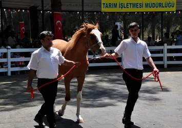 Yarış tayları, ev fiyatına alıcı buldu
