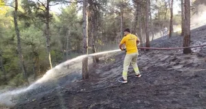 Sinop’ta çıkan orman yangını söndürüldü