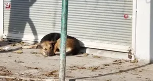 Başıboş sokak köpeği dehşeti