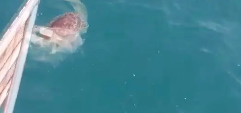 Hatay’da misina ve poşete dolanan caretta caretta kurtarıldı