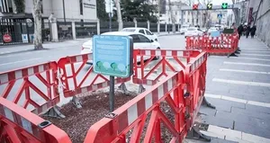 İBB’nin kestiği çınarlar peyzaj şirketi kurbanı mı?