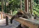 Maymun Dağı ziyaretçilerine farklı bir deneyim sunuyor