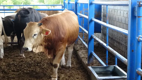 1 tonluk "Paşa" rekor fiyata alıcı buldu - 2