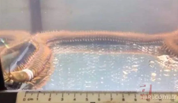 Hayvanlar dünyasından inanılmaz anlar 10