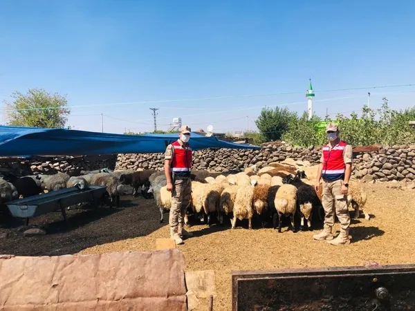 Son dakika: Şanlıurfa'daki hayvan hırsızları yakalandı - 2