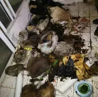Bir evde çok sayıda kedi köpek ölüsü bulundu