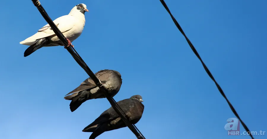 Kuşlar Neden Elektrik Tellerinden Zarar Görmez? ⚡ Gizem Çözüldü: Meğer... 2