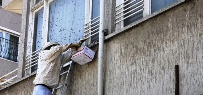 Sakarya’da arılar kent merkezine indi! Esnaf kapıları kapattı