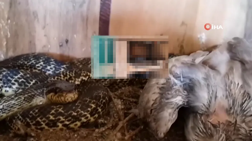 Yılan güvercin kümesine saldırdı! İçeri girip elleriyle yılanı yakaladı
