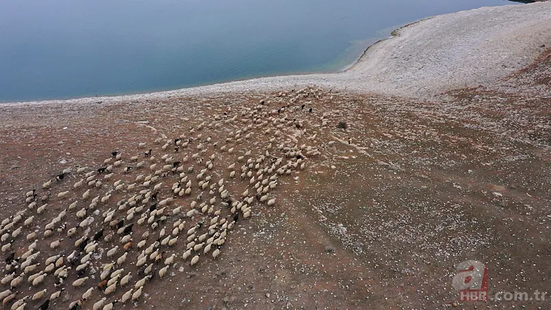 Tarım ve Hayvancılık Destek Paketi Başvuru 2025 | Şartları neler, ne kadar ödenecek? 4