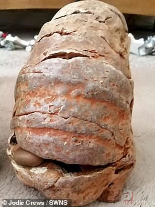 Yürüyüş yaptıkları sırada buldular! Fosil zannedip eve götürdükleri nesne bomba çıktı 3