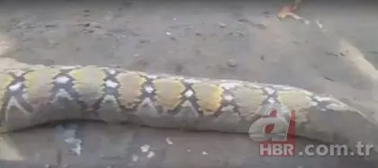 Piton bebek yuttu iddiası ortalığı karıştırdı! 🐍Yılanın midesinden bakın ne çıktı