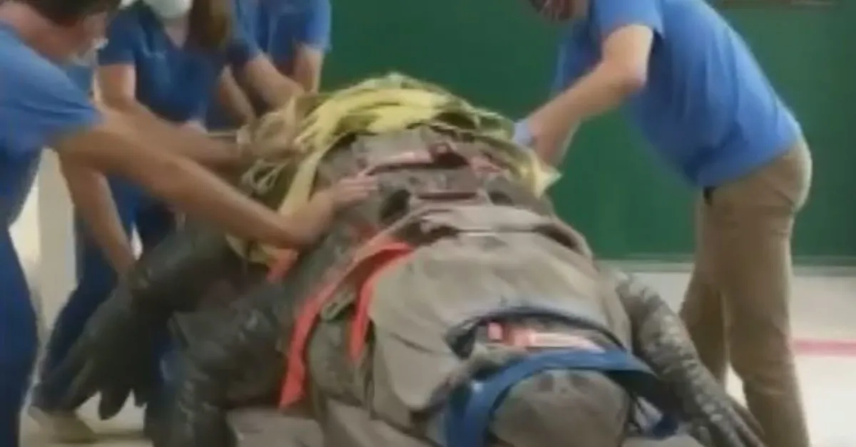 Yüzlerce kiloluk dev timsah tedavi edildi! Görüntüleri sosyal medyayı salladı