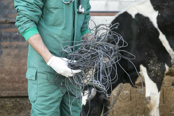 1614811035943.jpg İneğin karnından çıkanlar şoke etti! Tam 15 kilogram halat ve çivi ameliyatla alındı - 2