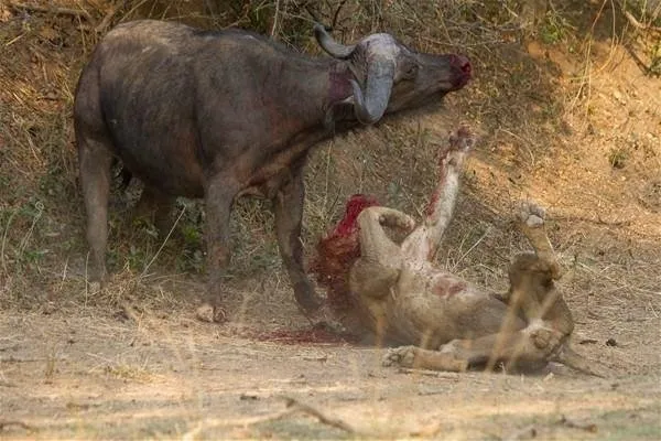 Sırtlanların arasında tek başına kalan aslanın mucize kurtuluşu! Son anda öyle şeyler oldu ki...