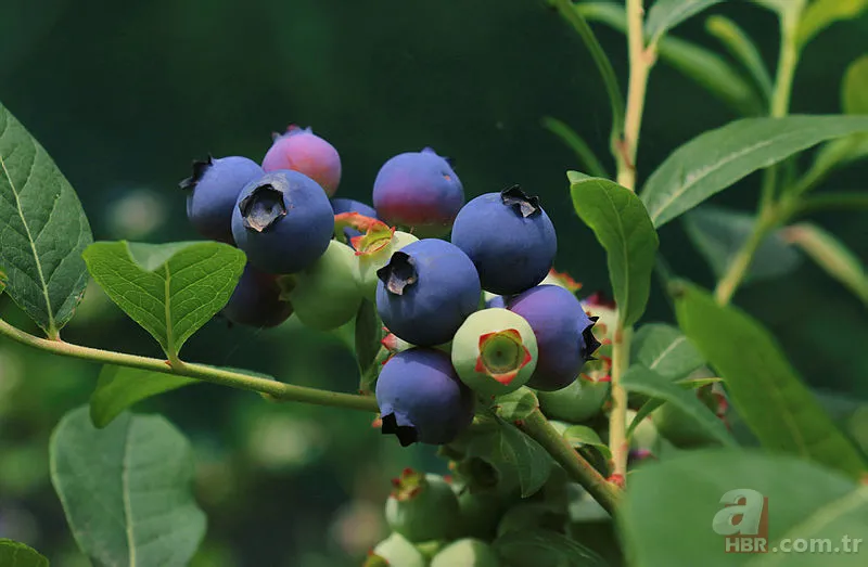 1 ay çalışarak 100 bin TL kazandırıyor! Tek ağaçtan 10 kilo çıkıyor! Yılda 1-2 bakım yeterli 2
