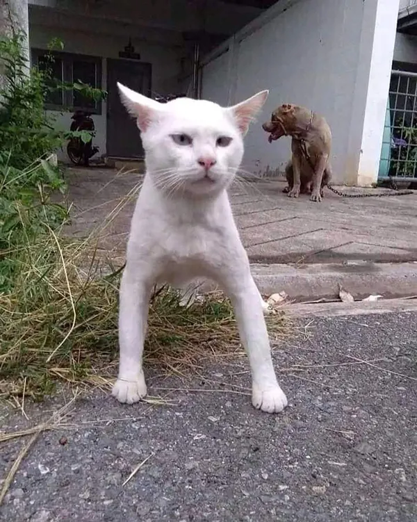 Tayland’da korkutan gelişme! İlk defa görüldü: Kediden insana geçen Covid-19 vakası🐈