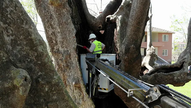 Samsun’da 1100 yıllık çınar ağacı bakıma alındı