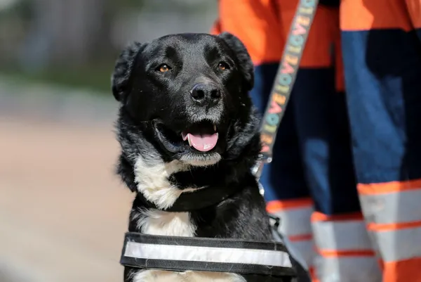 enkazdan-cikartilan-kopek-ekibin-yeni-uyesi-oldu-hayat-baska-hayatlari-kurtaracak-1677056879954.jpg Enkazdan çıkartılan köpek ekibin yeni üyesi oldu! "Hayat" başka hayatları kurtaracak - 1
