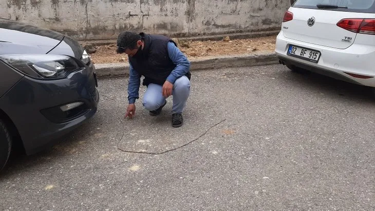 Adıyaman'da görenleri şaşırtan canlı! Aynı yılan gibi! Saldırıdan korunmak için...