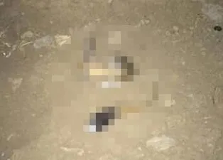 Şırnak'ta görüntülenen hayvan şoke etti! Tavşana benzettiler ama gerçek bambaşka çıktı