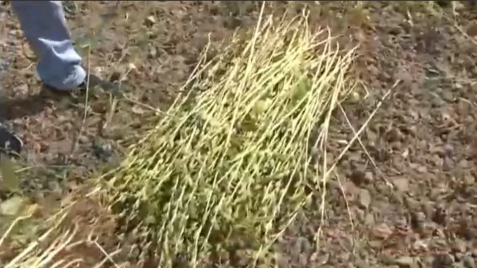 Muğla’da ’sarı susam’ hasadı başladı