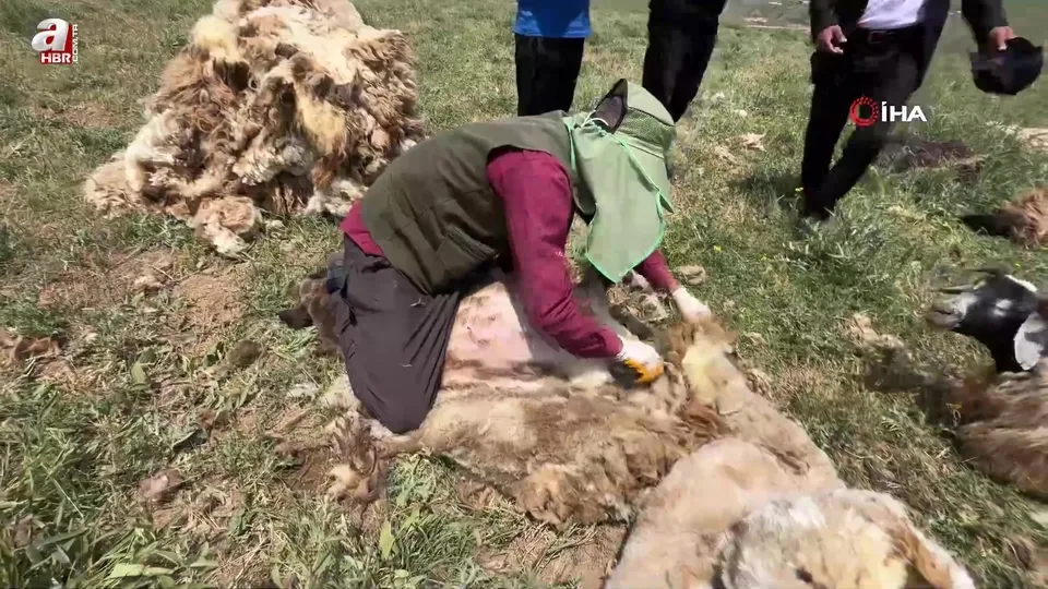 Yüksekova’da koyun kırkma mesaisi başladı